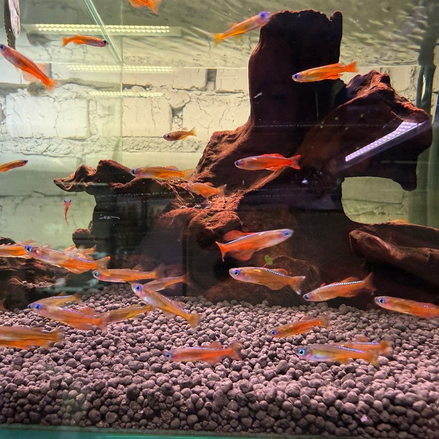 ПСЕВДОМУГИЛ ПАСКАЙ (Pseudomugil sp. «Red neon»)
