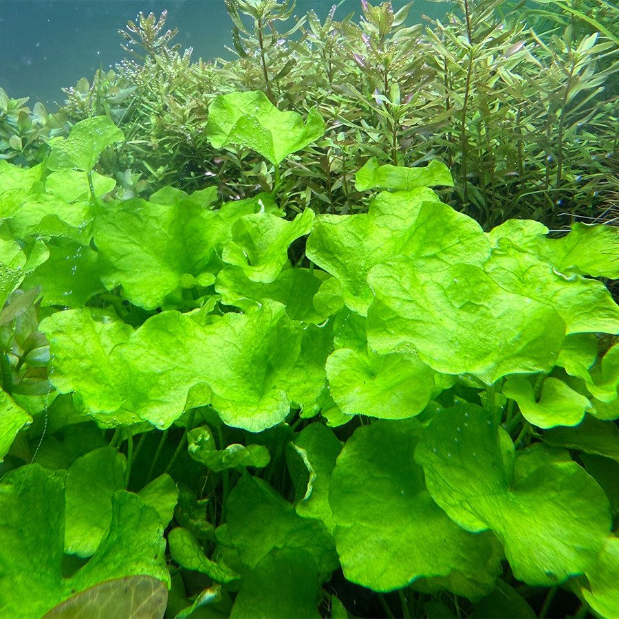 НИМФОИДЕС ФЛИППЕР  (Nymphoides hydrophylla)