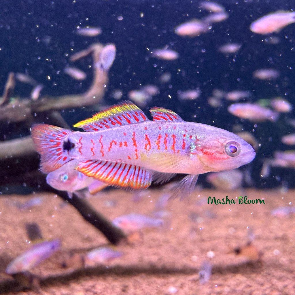 Элеотрис ковровый (Tateurndina ocellicauda)